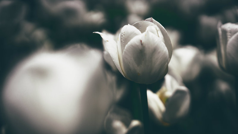 Calvinists Should Be Calmest and Kindest
