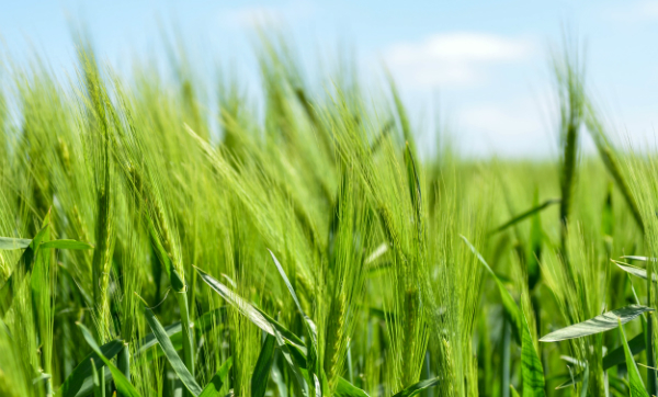 Is Your Joy Real or an Imposter?