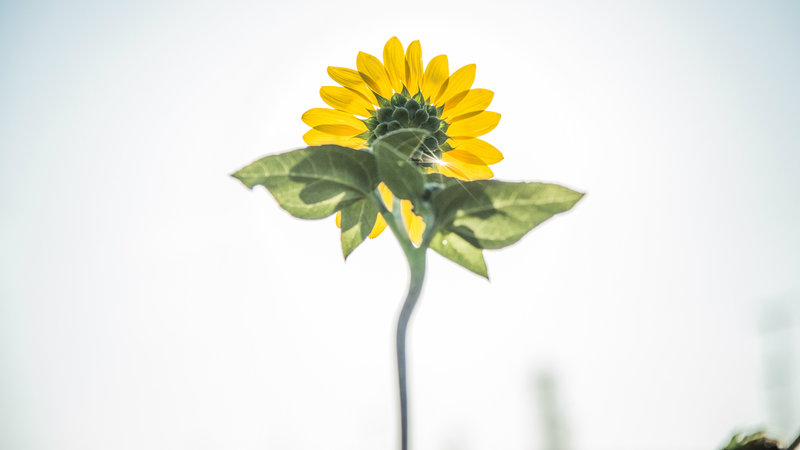 The Proven Path to Mental Health